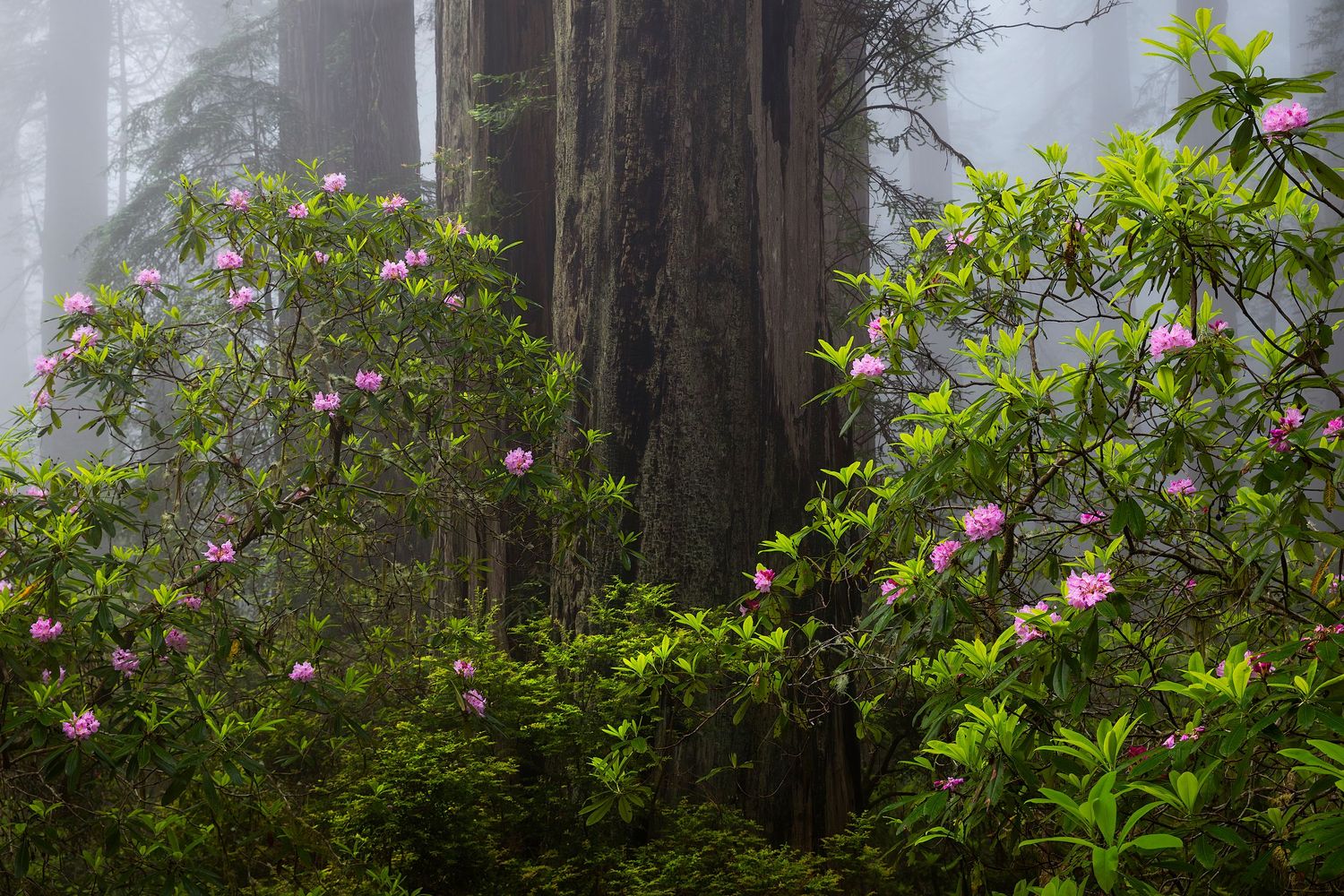 Misty redwood forest with blooming pink rhododendrons among towering ancient trees in a lush green woodland.