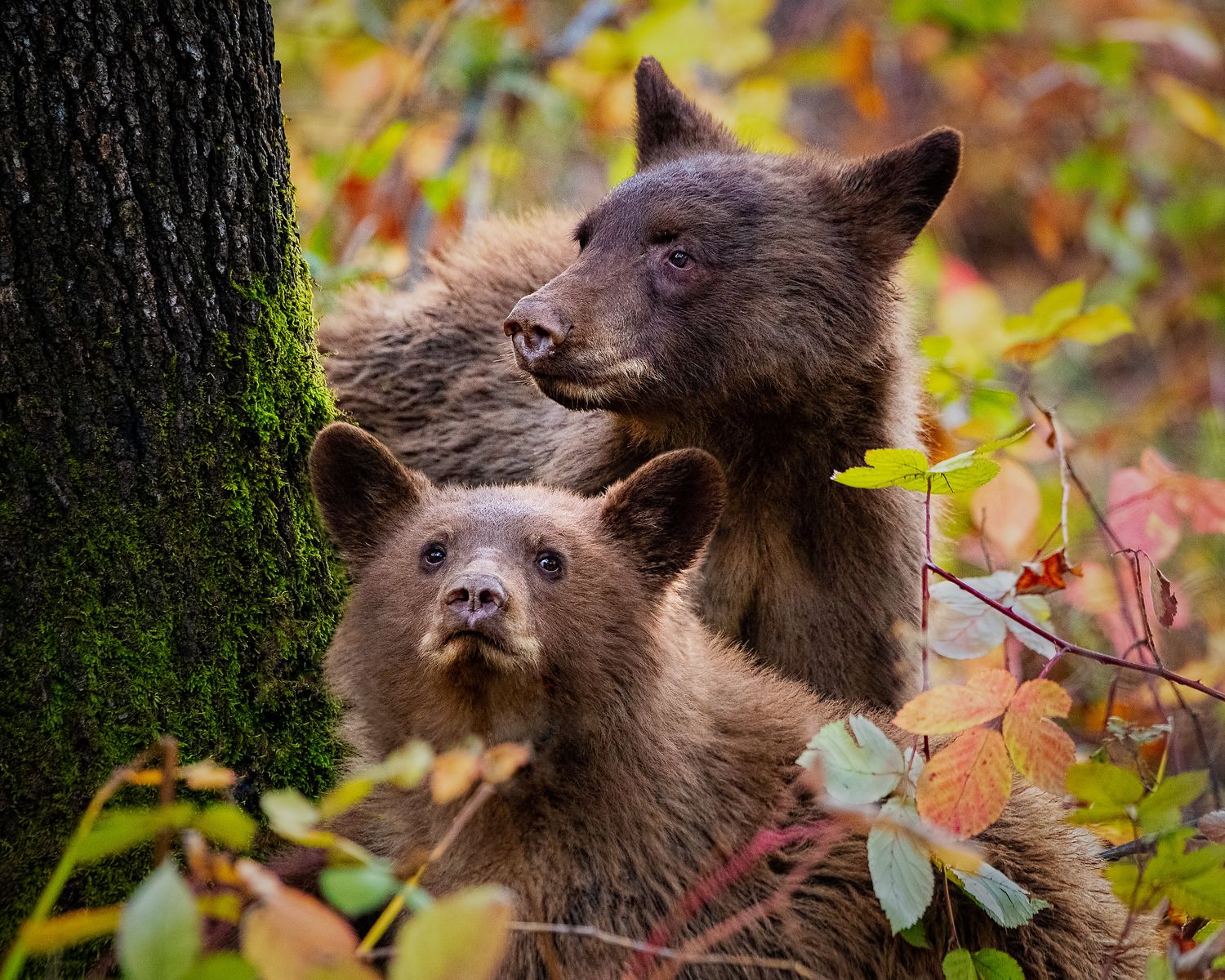 Two black bear cubs peek through colorful autumn foliage near the Sacramento River in the lush forest of Redding, California.