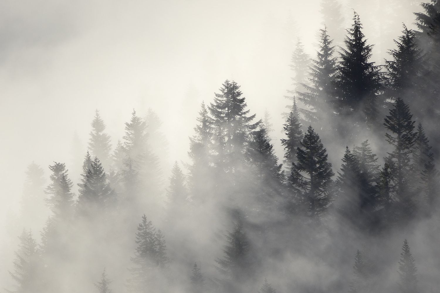 A photograph of misty mountain fog drifting through evergreen silhouettes in Northern California creating a moody atmospheric landscape.