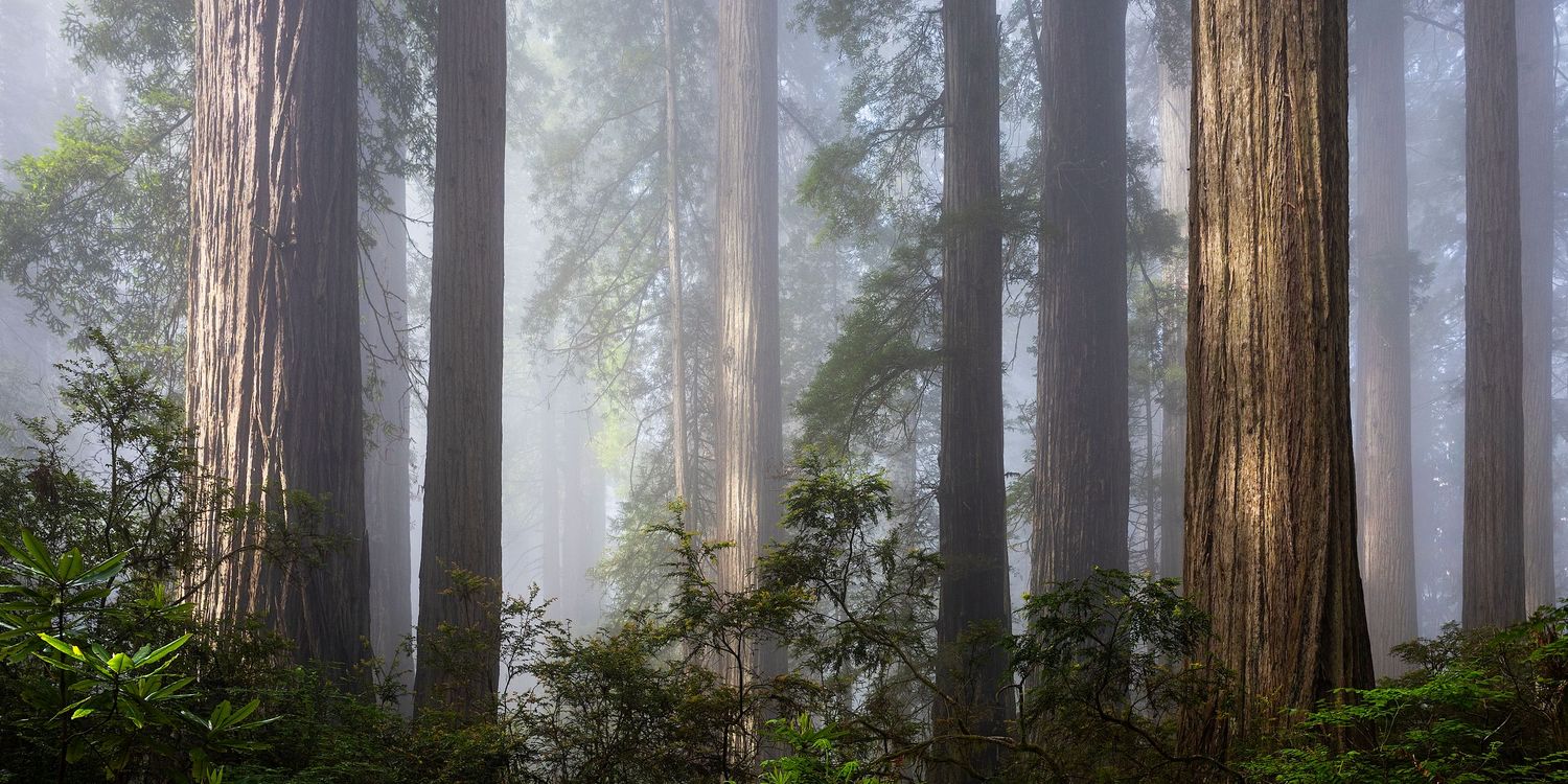 Misty redwood forest with towering ancient trees and lush green ferns in soft foggy light.