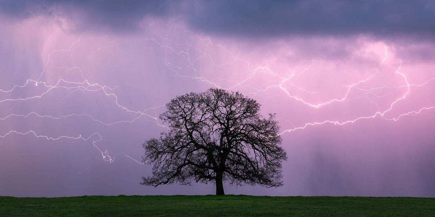 A lone bare tree stands on a green hill against a dramatic purple sky with bright lightning bolts during a storm.