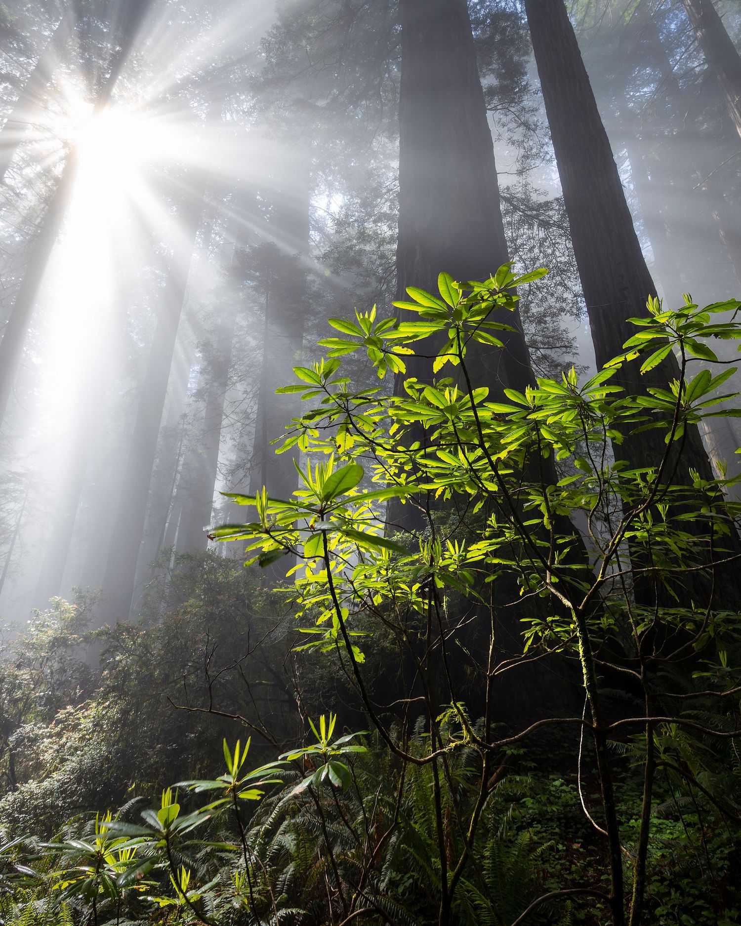 Sunbeams pierce through towering redwood trees illuminating vibrant green foliage in a misty forest.