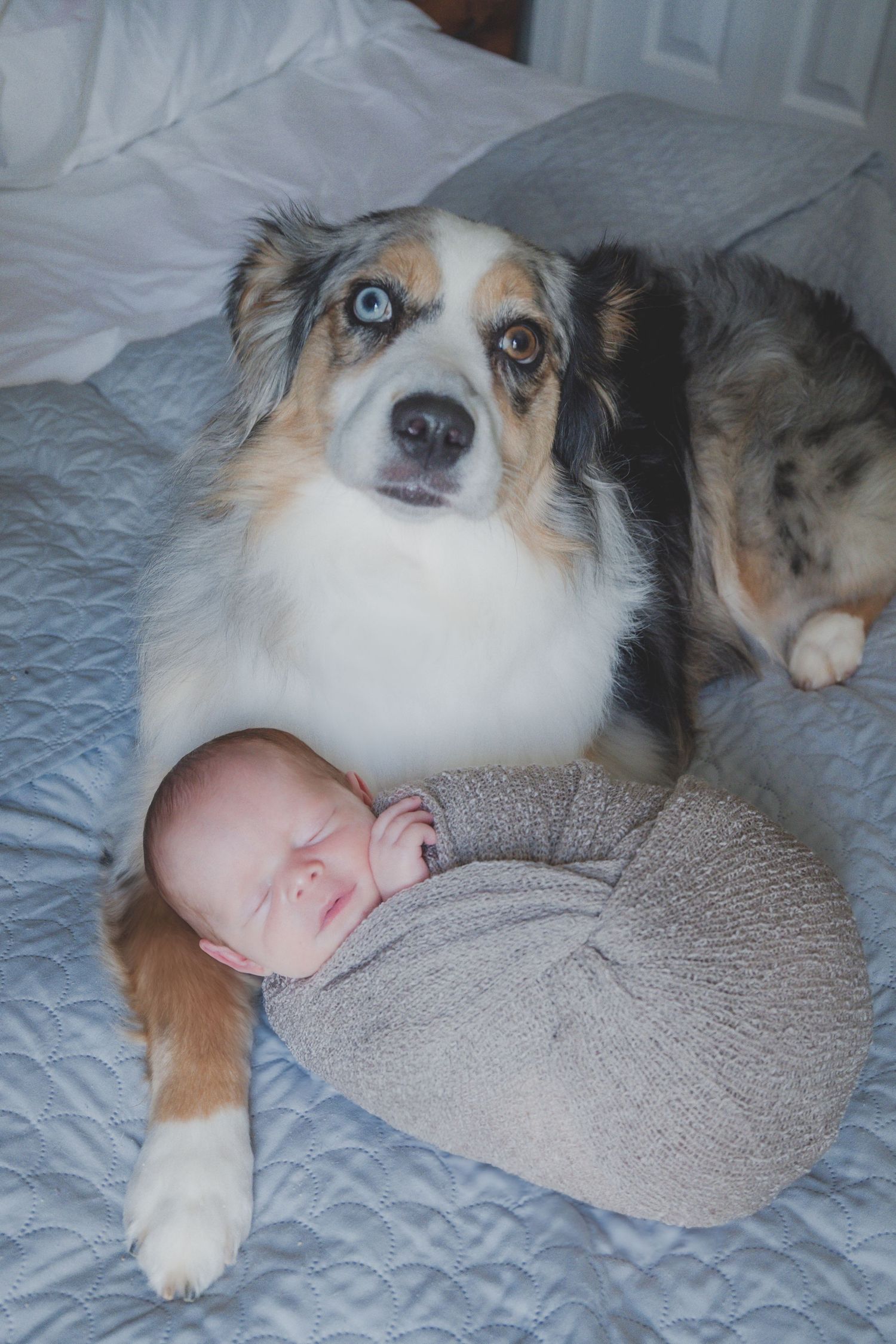Australian shepherd dog protectively watching over sleeping newborn on gray blanket.