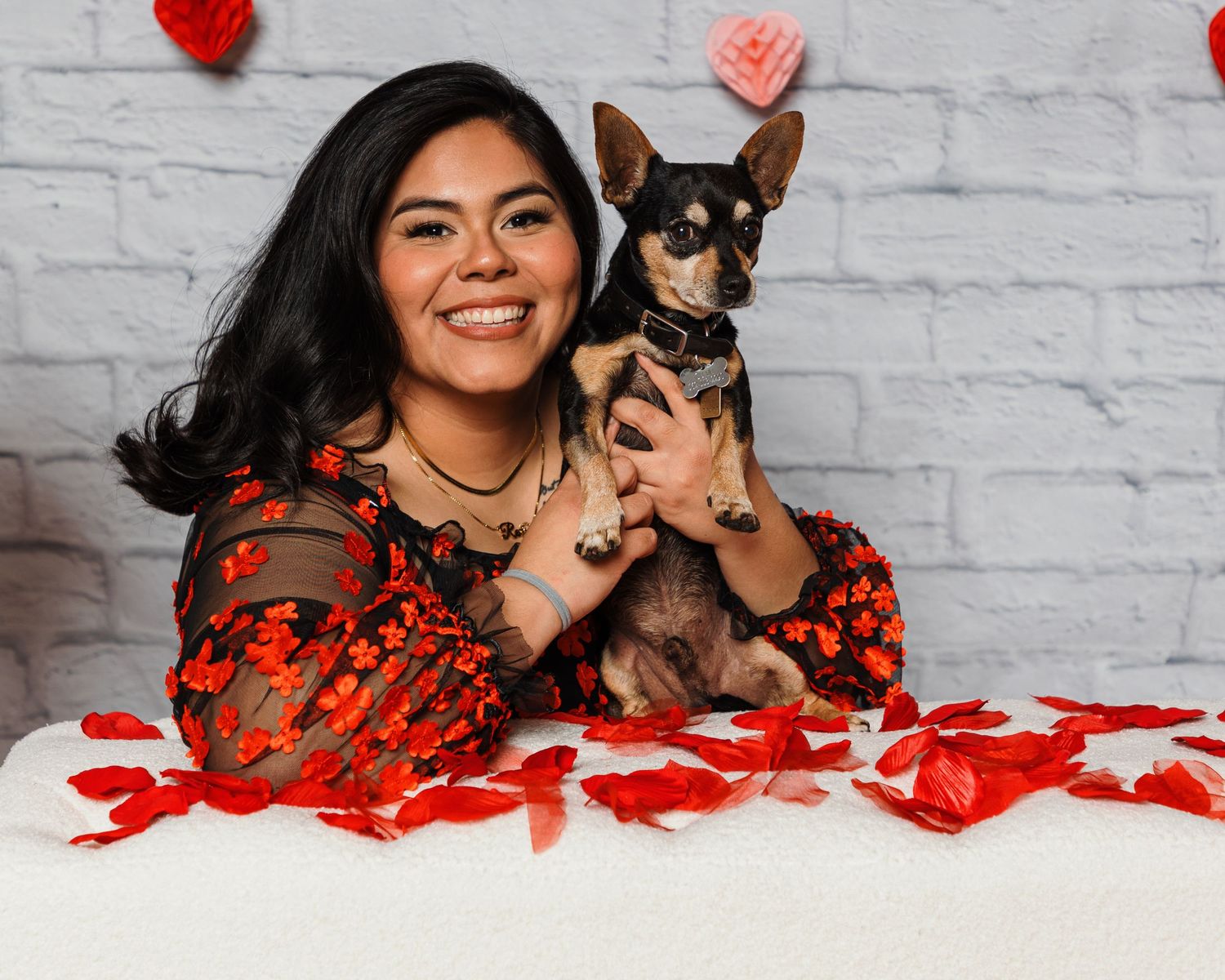 Joyful portrait with chihuahua puppy surrounded by Valentine's decorations.