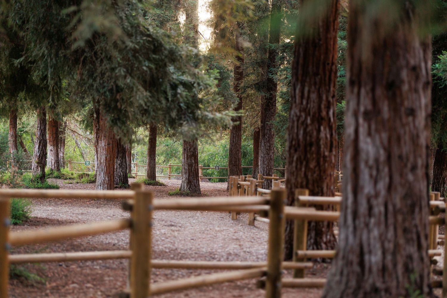 Rustic wooden fence winds through a serene pine forest with tall trees and scattered outdoor seating on a dirt path.