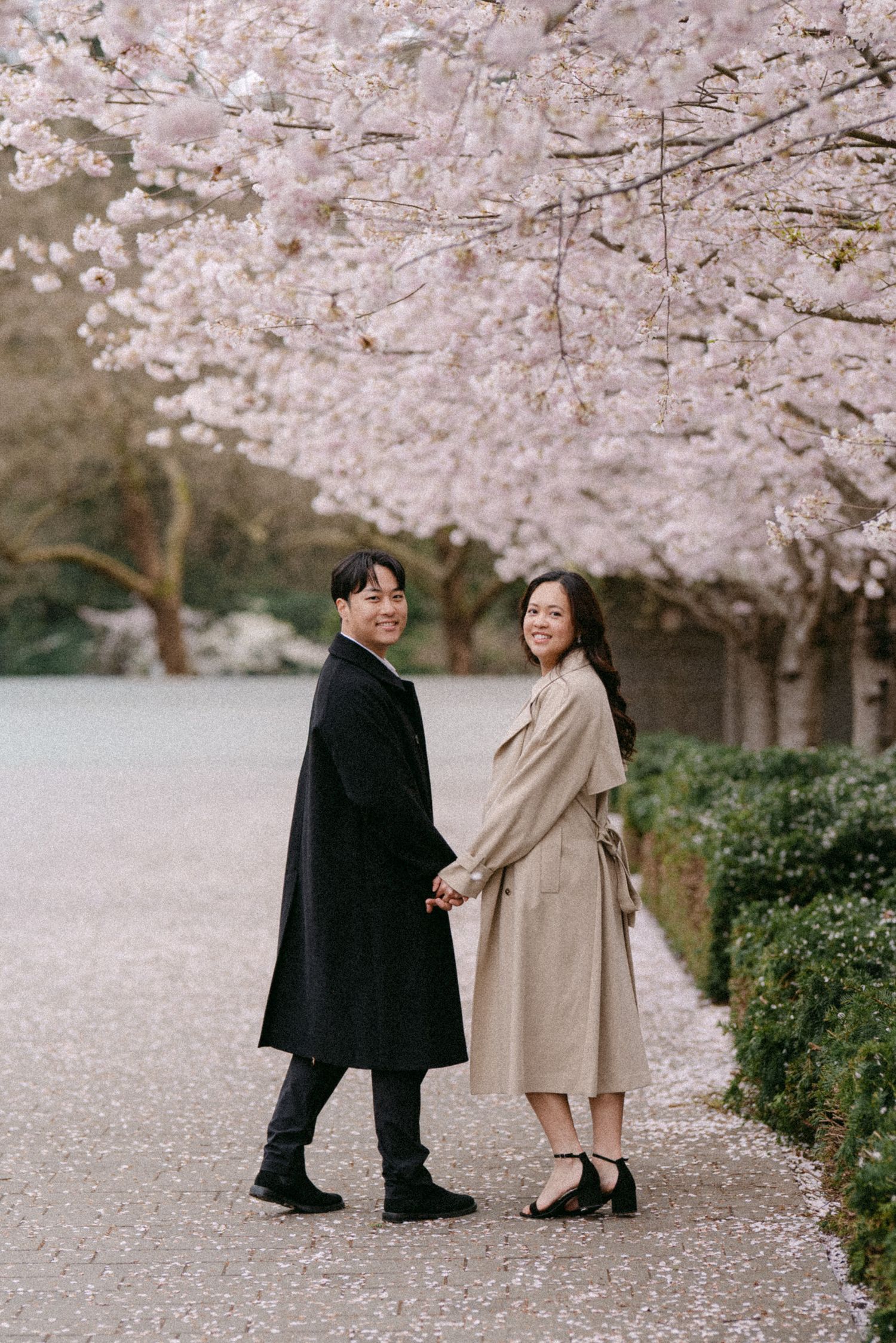Couple walk and look back under cherry blossoms at UBC Rose Garden. Vancouver engagement by Victor Li Photography.