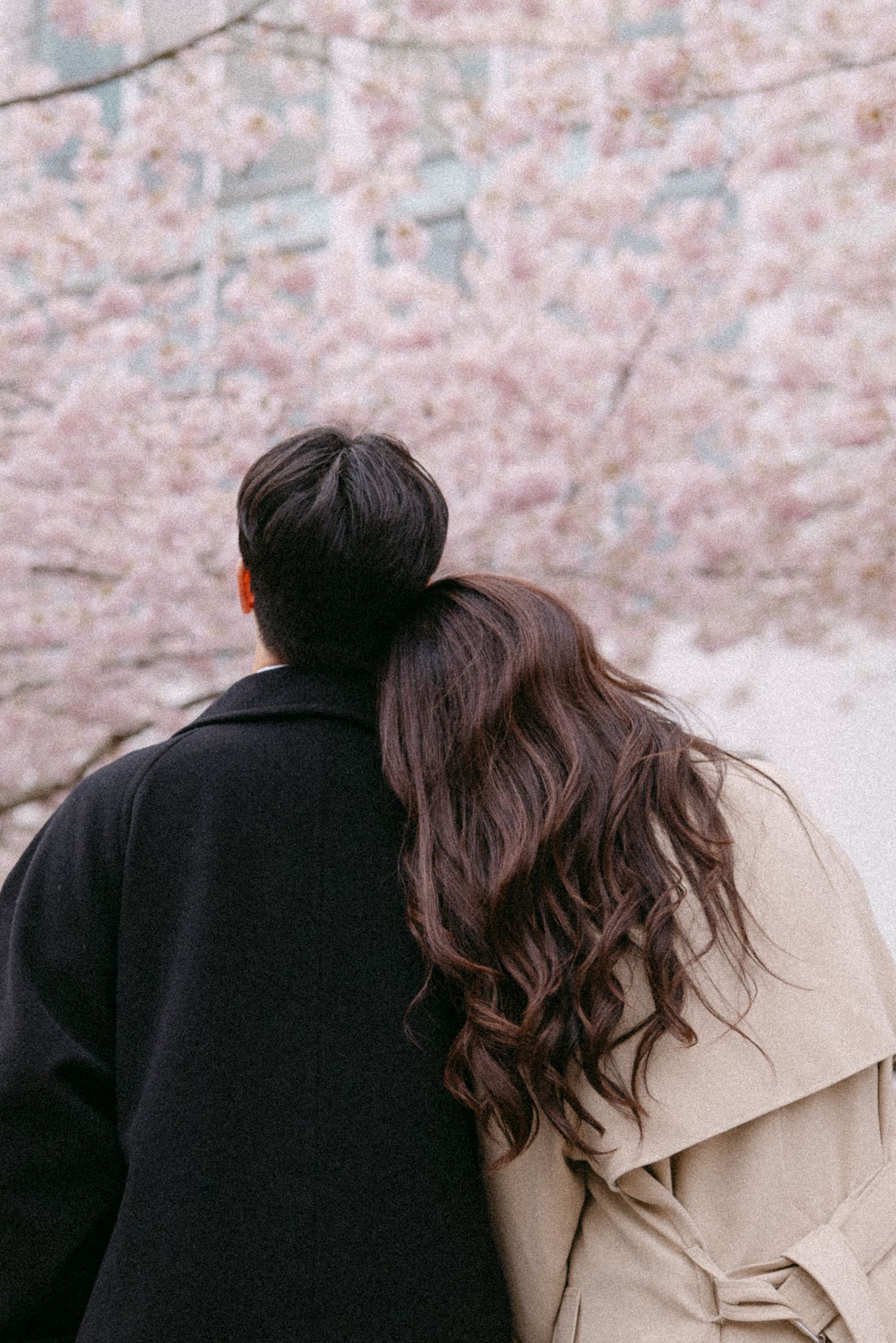 Couple looking at cherry blossom canopy at UBC Rose Garden. Vancouver engagement by Victor Li Photography.