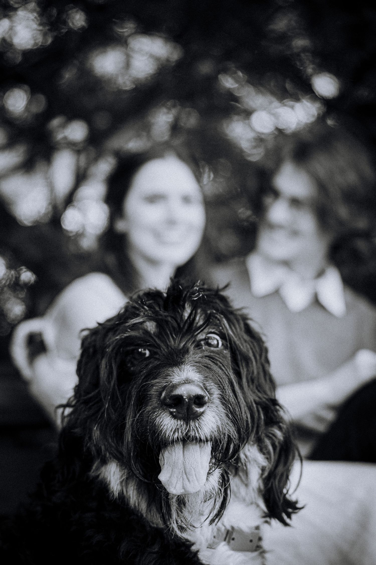A black and white portrait of a shaggy dog with expressive eyes looking at the camera.