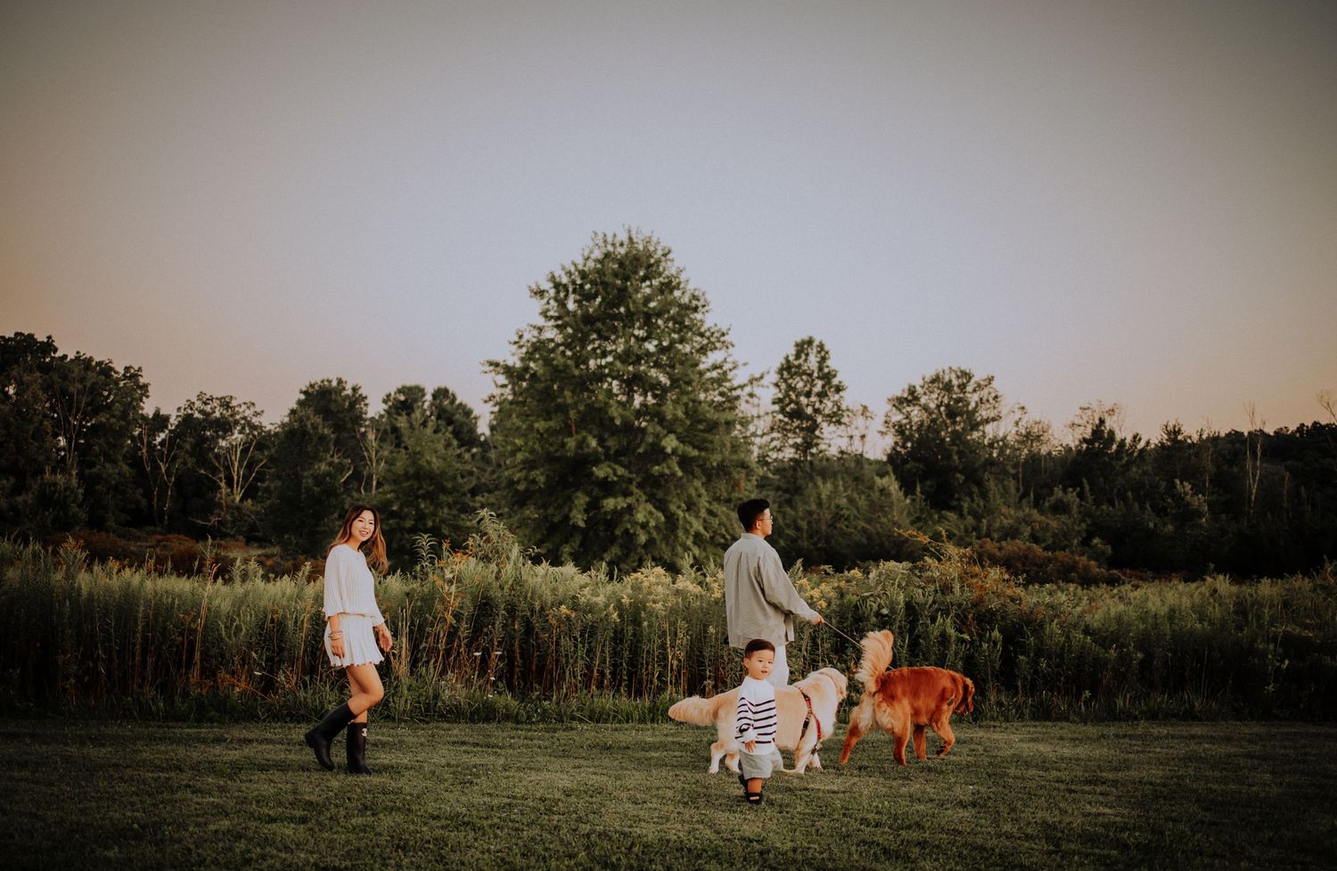 A panoramic series of photos showing people and dogs playing in a grassy field at sunset.