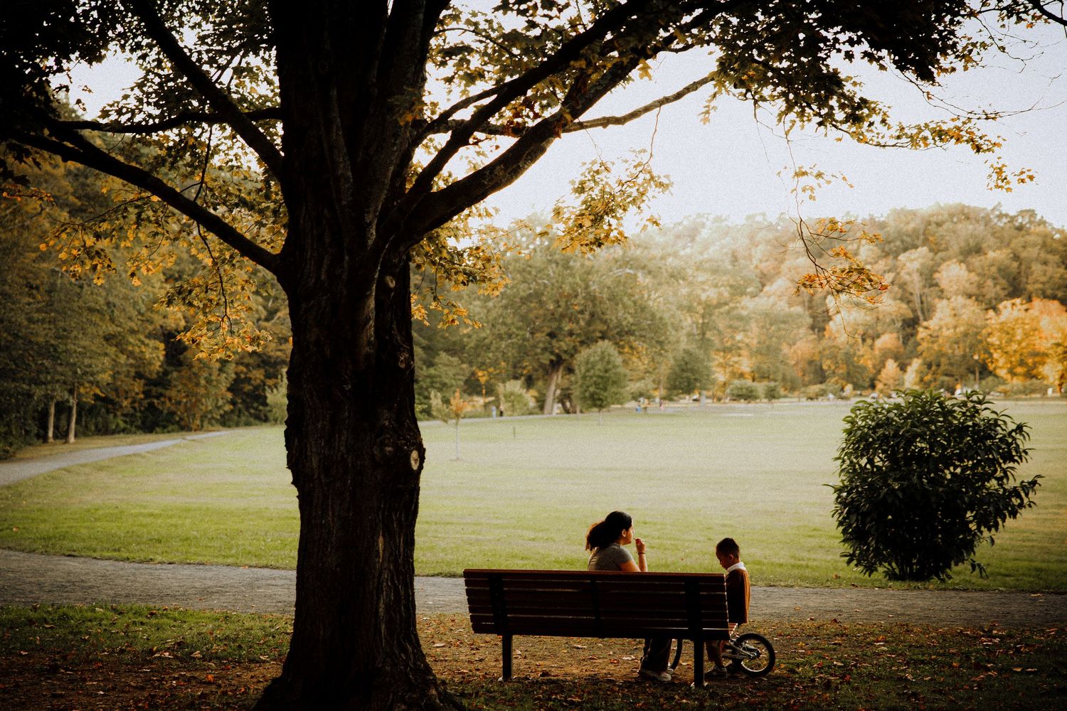 Panoramic autumn park scene with large trees and golden evening light.