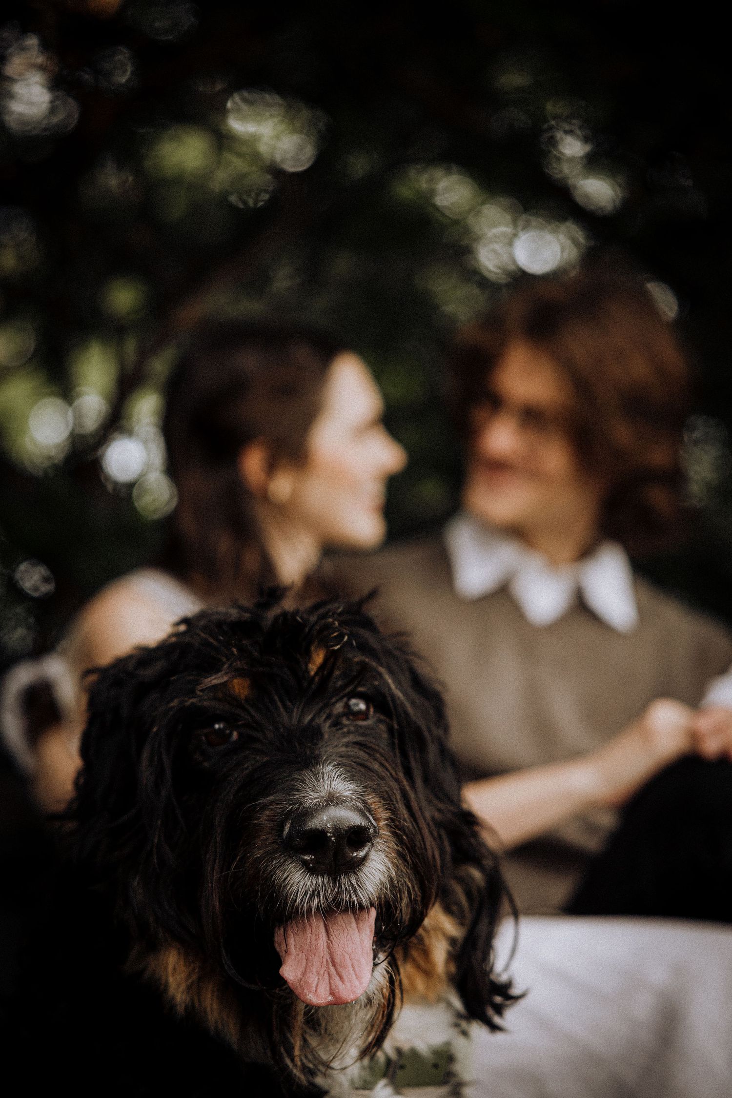 A close-up sequence of a black and white dog with a playful expression and pink tongue against a blurred background.