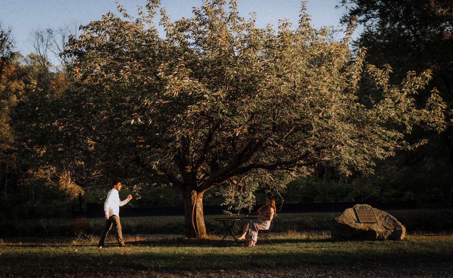 Wide landscape shot of orchard with trees during golden hour.