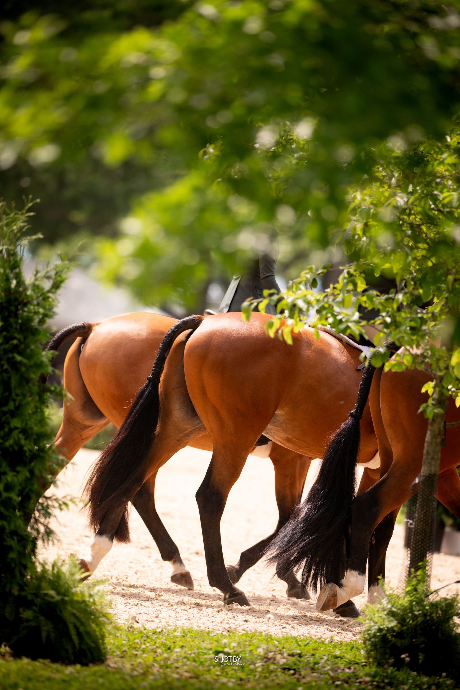 Two bay horses with black manes walk through a sunlit path surrounded by lush green trees.