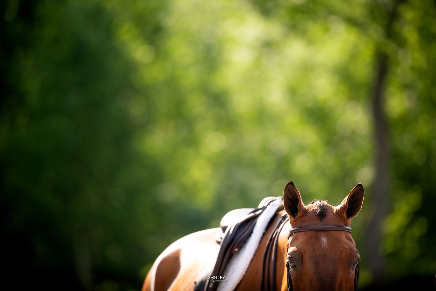 Close-up of a brown horse's back with saddle against blurred green forest background.