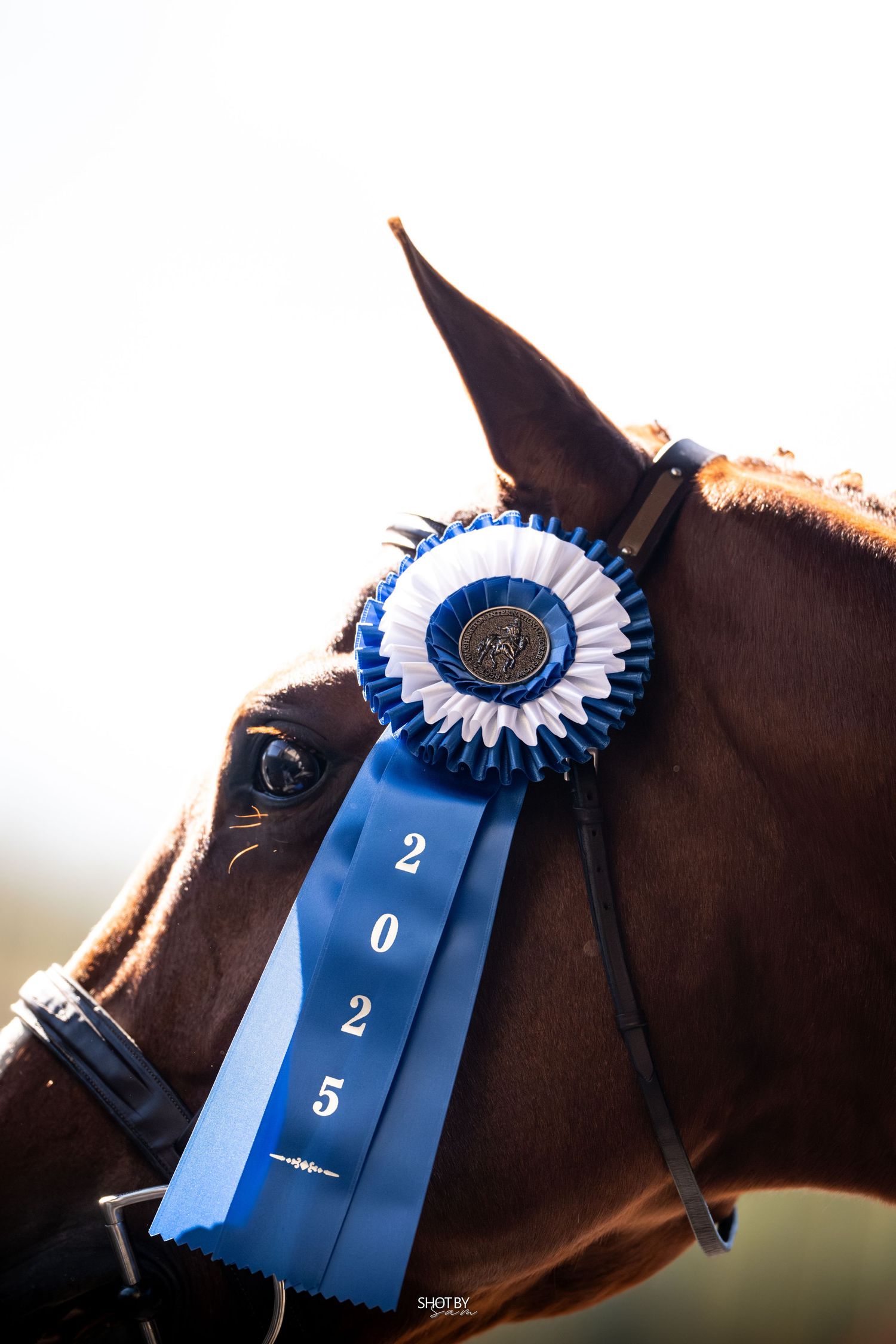 Close-up of blue championship ribbon with 2025 number on horse's bridle.