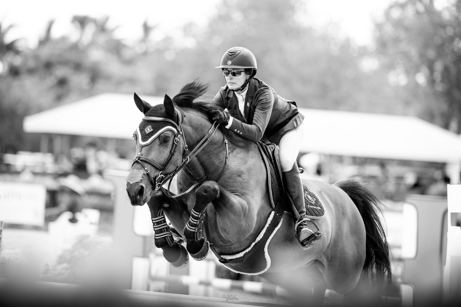 Close-up action shots of equestrian show jumping competition with horses and riders clearing obstacles.