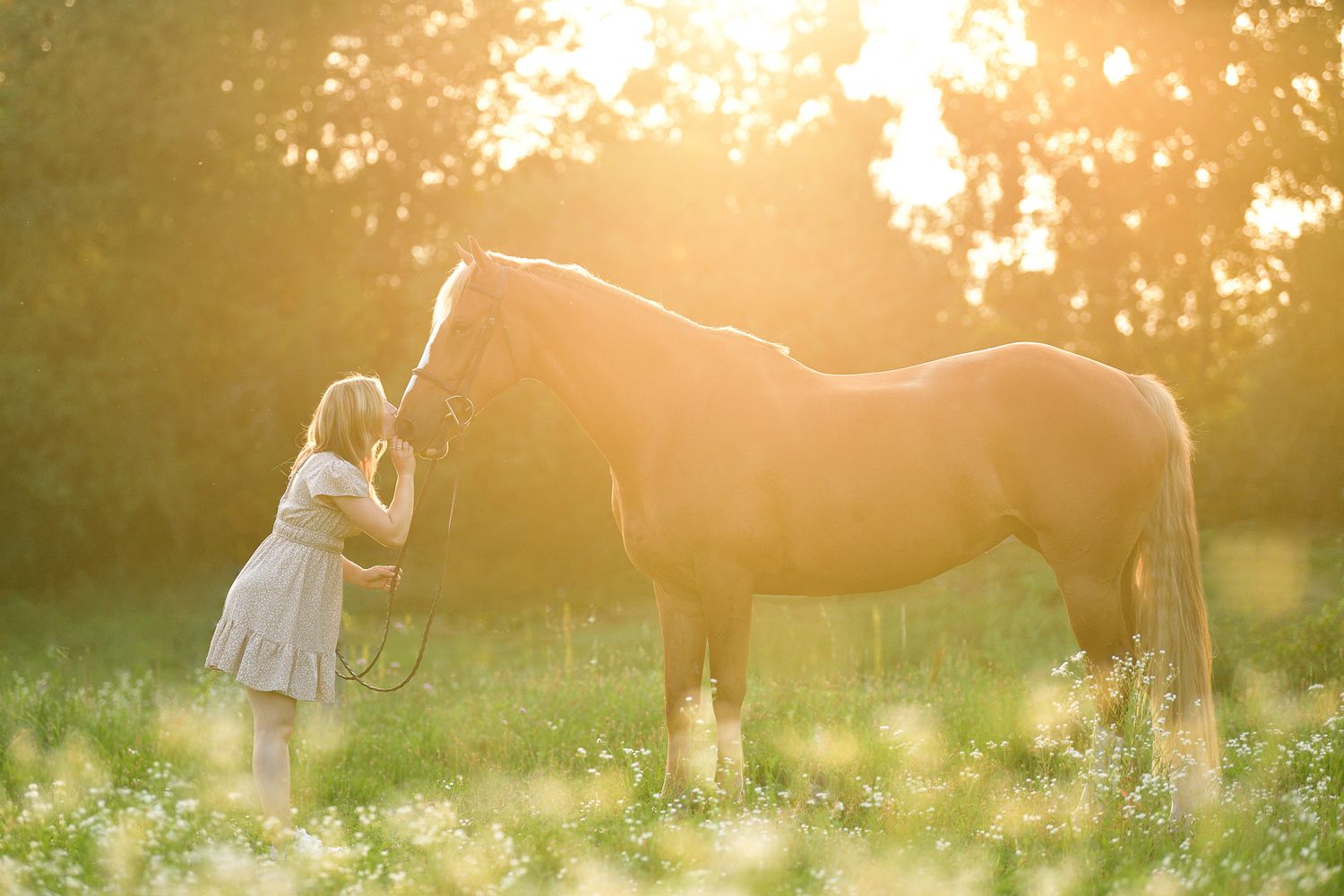 A silhouetted horse and companion share a moment in a meadow during golden hour sunset.