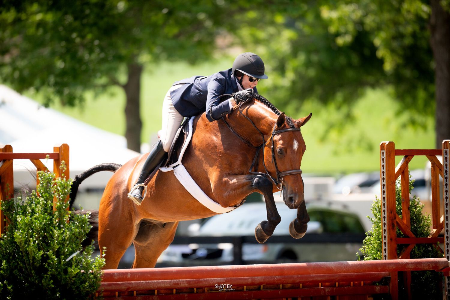 A series of equestrian show jumping photos showing horses and riders clearing red and white obstacles on a course.