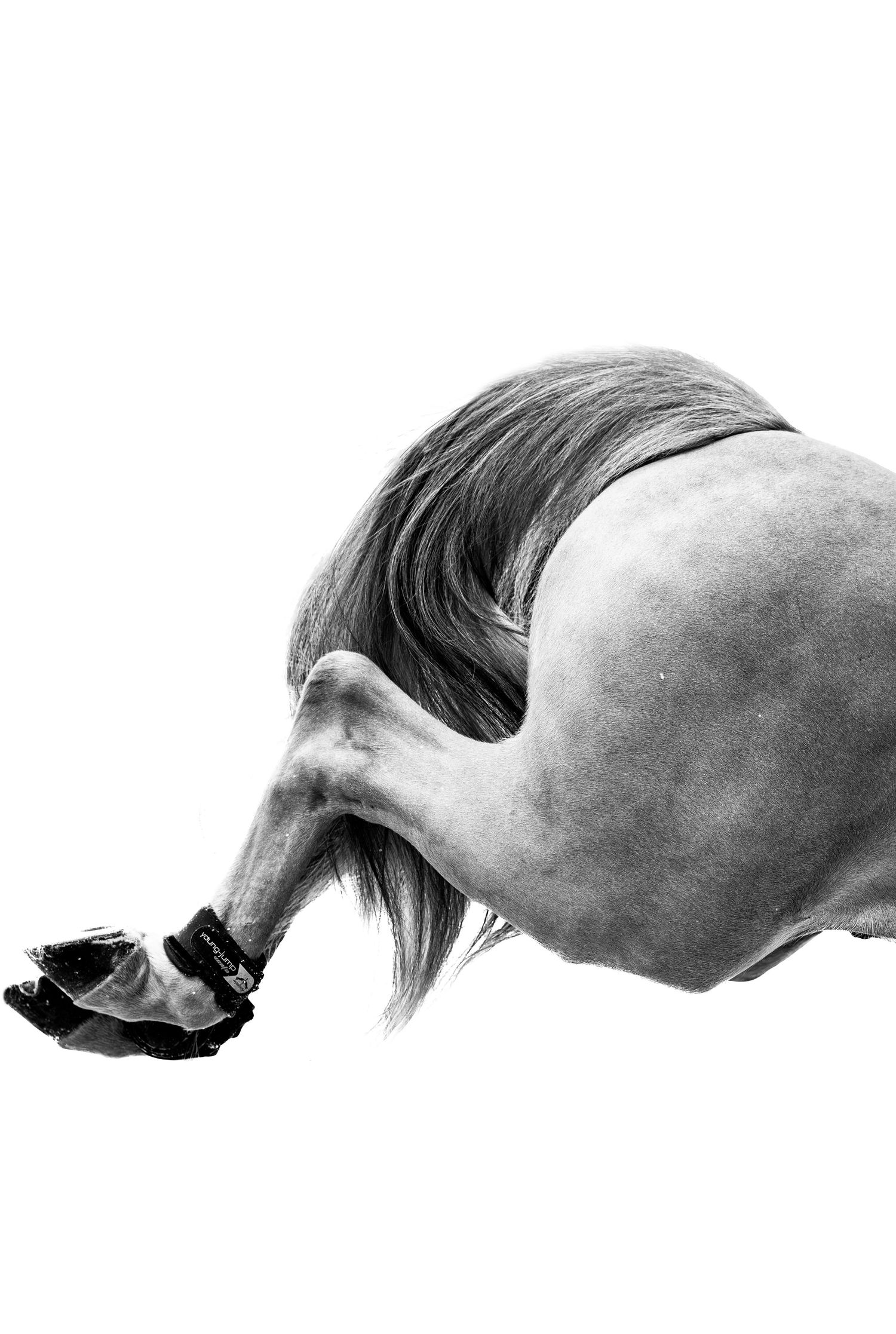 A series of silhouetted horse heads arranged in a horizontal line showing different head positions and movements.