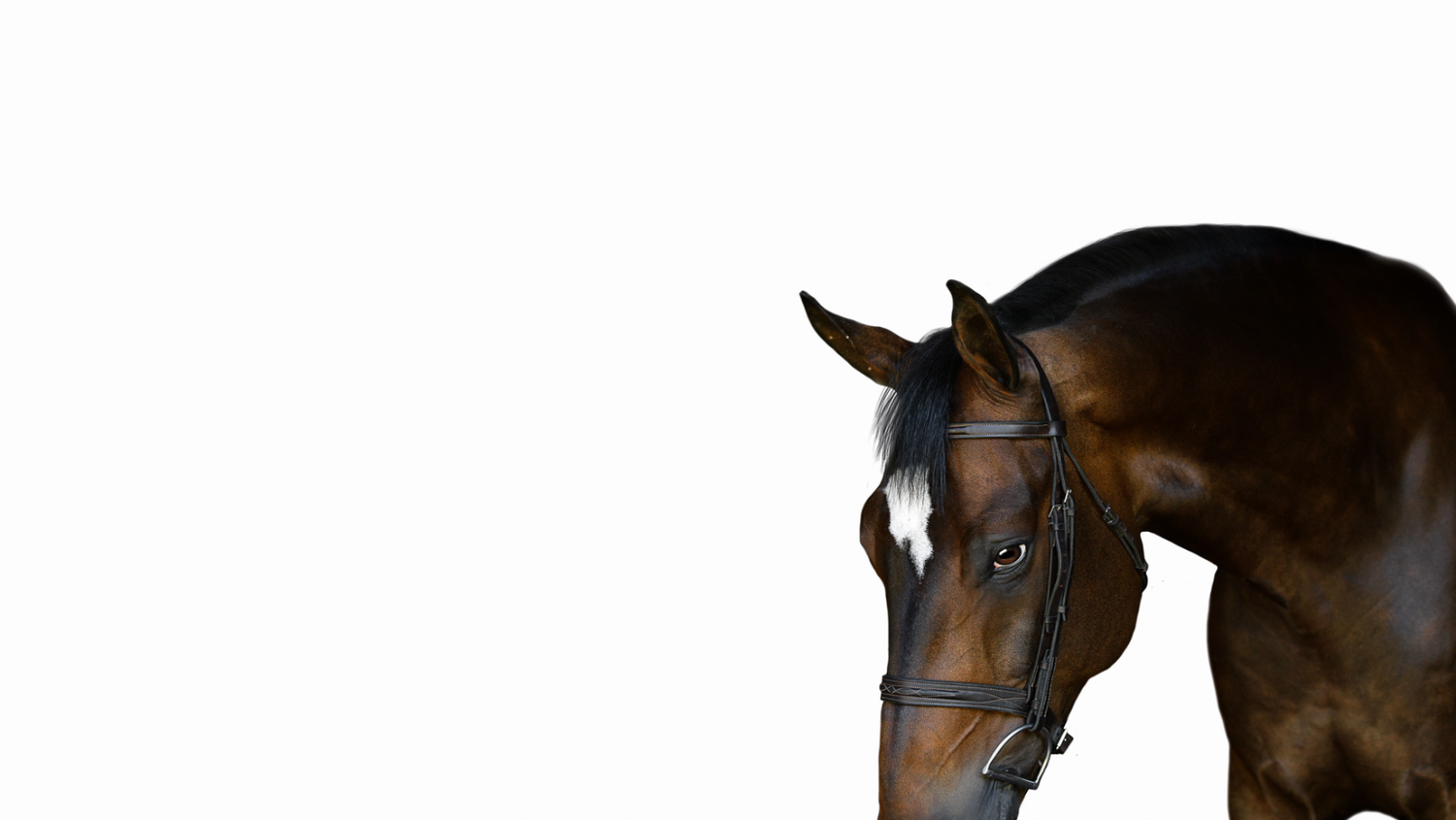 Close-up profile of a dark bay horse with bridle against black background.