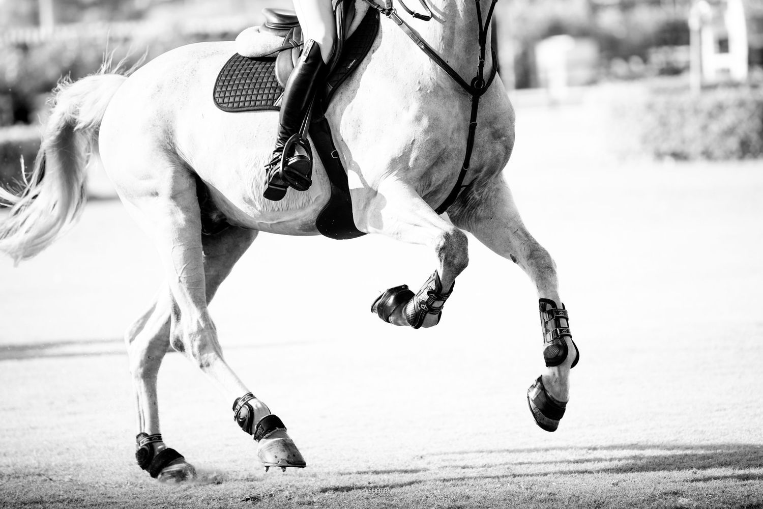 Black and white closeup of a horse's legs and hooves in motion during equestrian competition with protective boots.