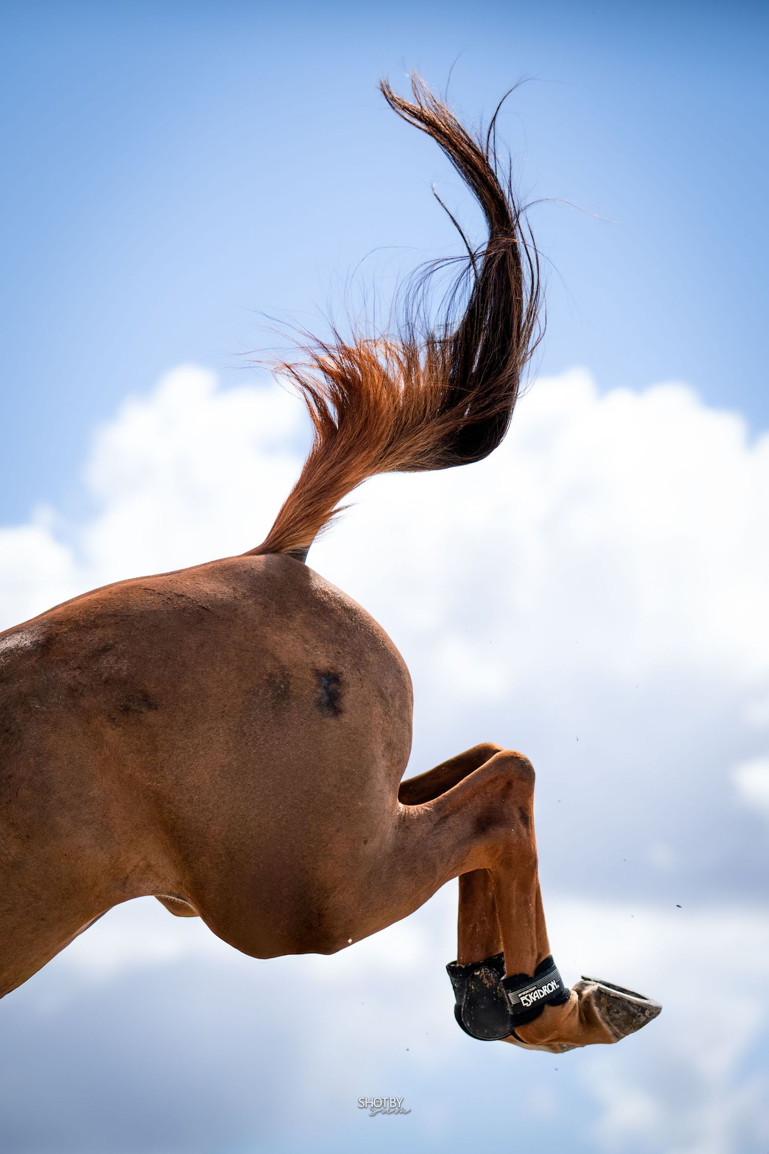 Close-up view of a chestnut horse's hindquarters and raised hoof against a blue cloudy sky.