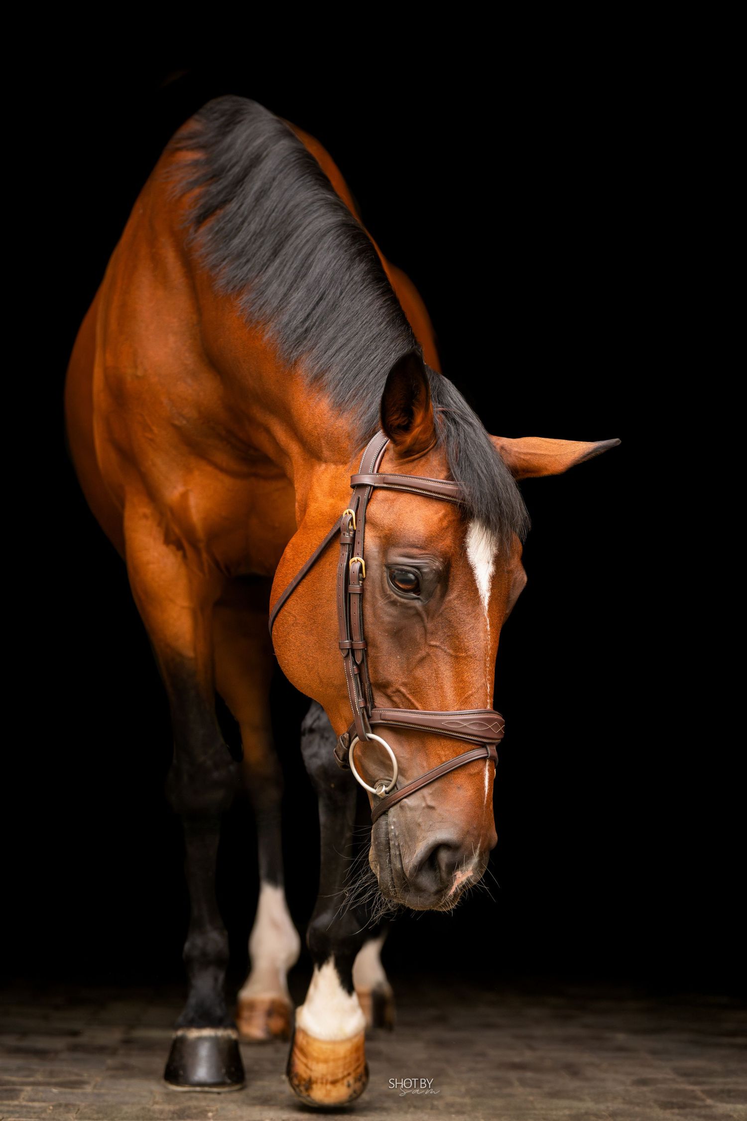 Close-up portrait of a bay horse with white blaze wearing brown leather bridle against black background.