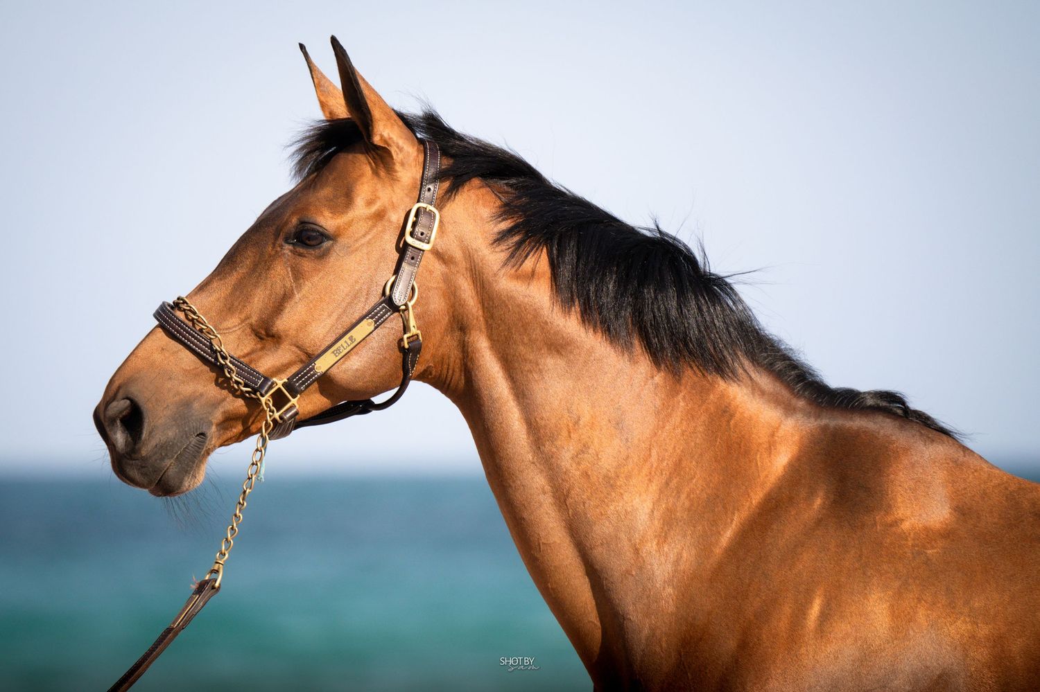 Close-up profile view of a chestnut colored horse's head with a bridle against a blurred background.