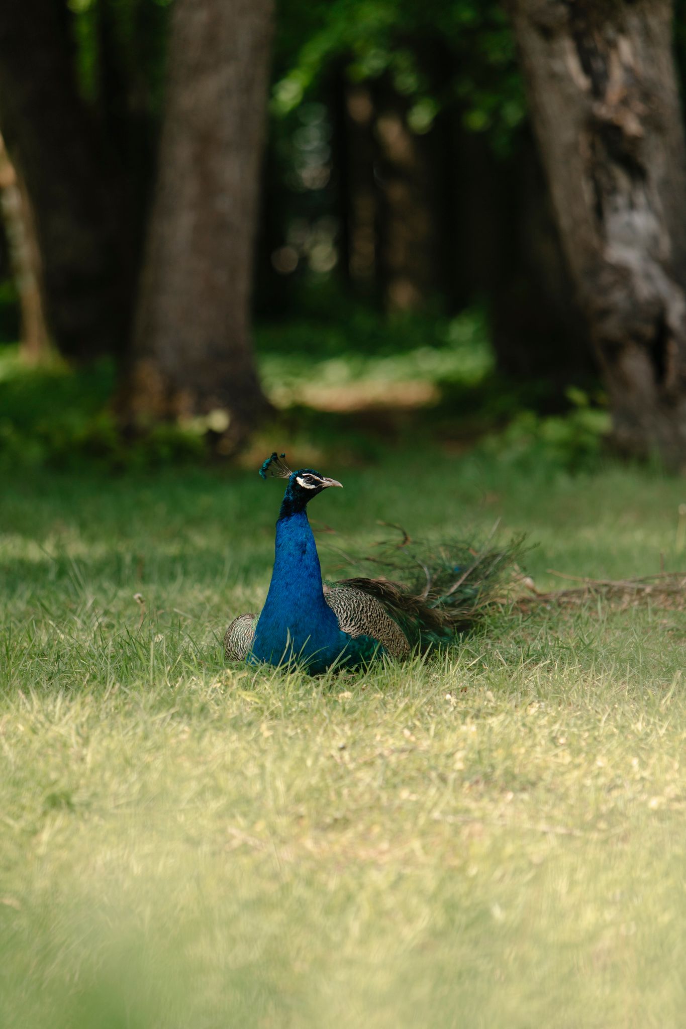 A vibrant blue peacock resting on green grass in a sunlit park with trees in the background.