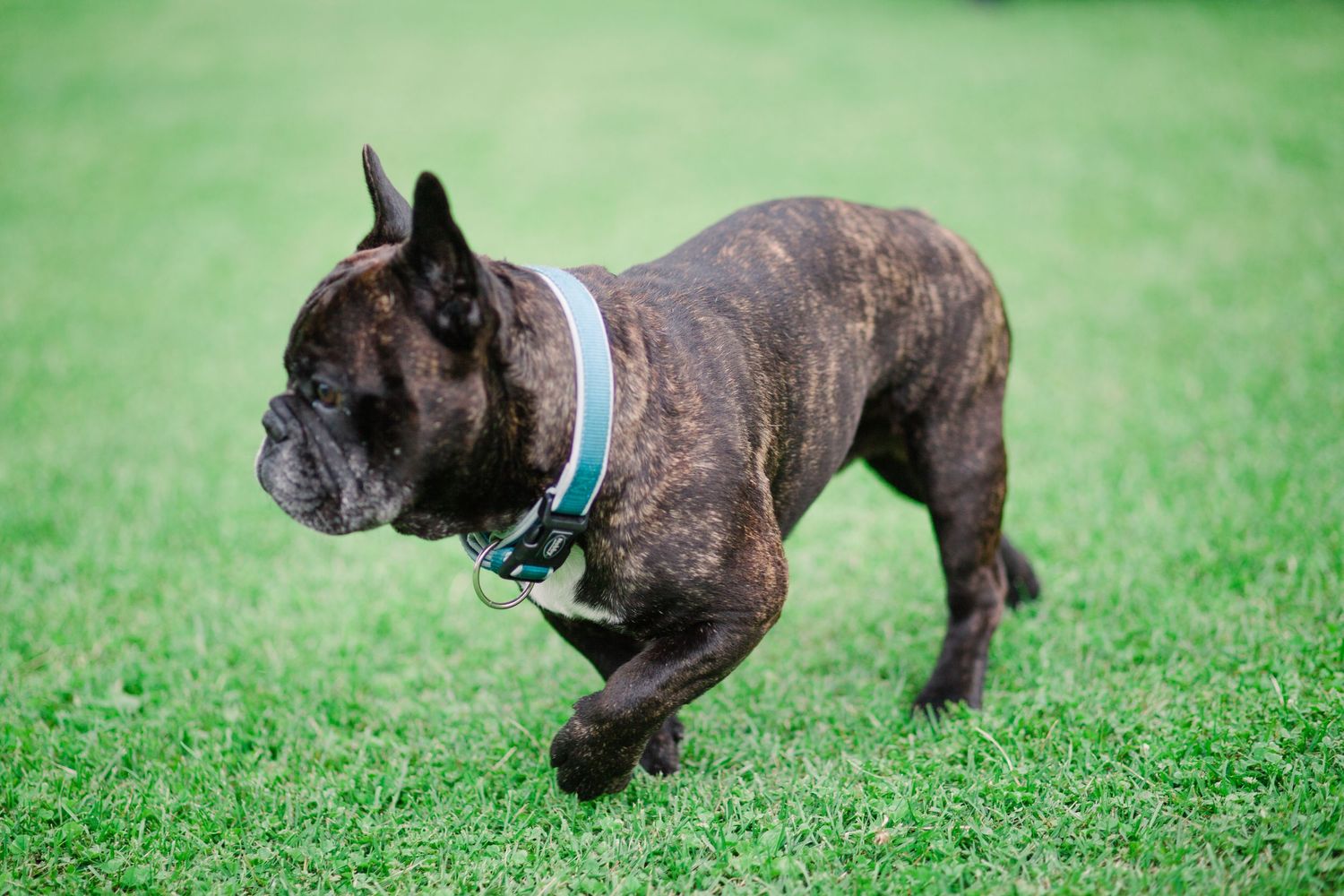 French bulldog playing on green grass wearing a blue collar.