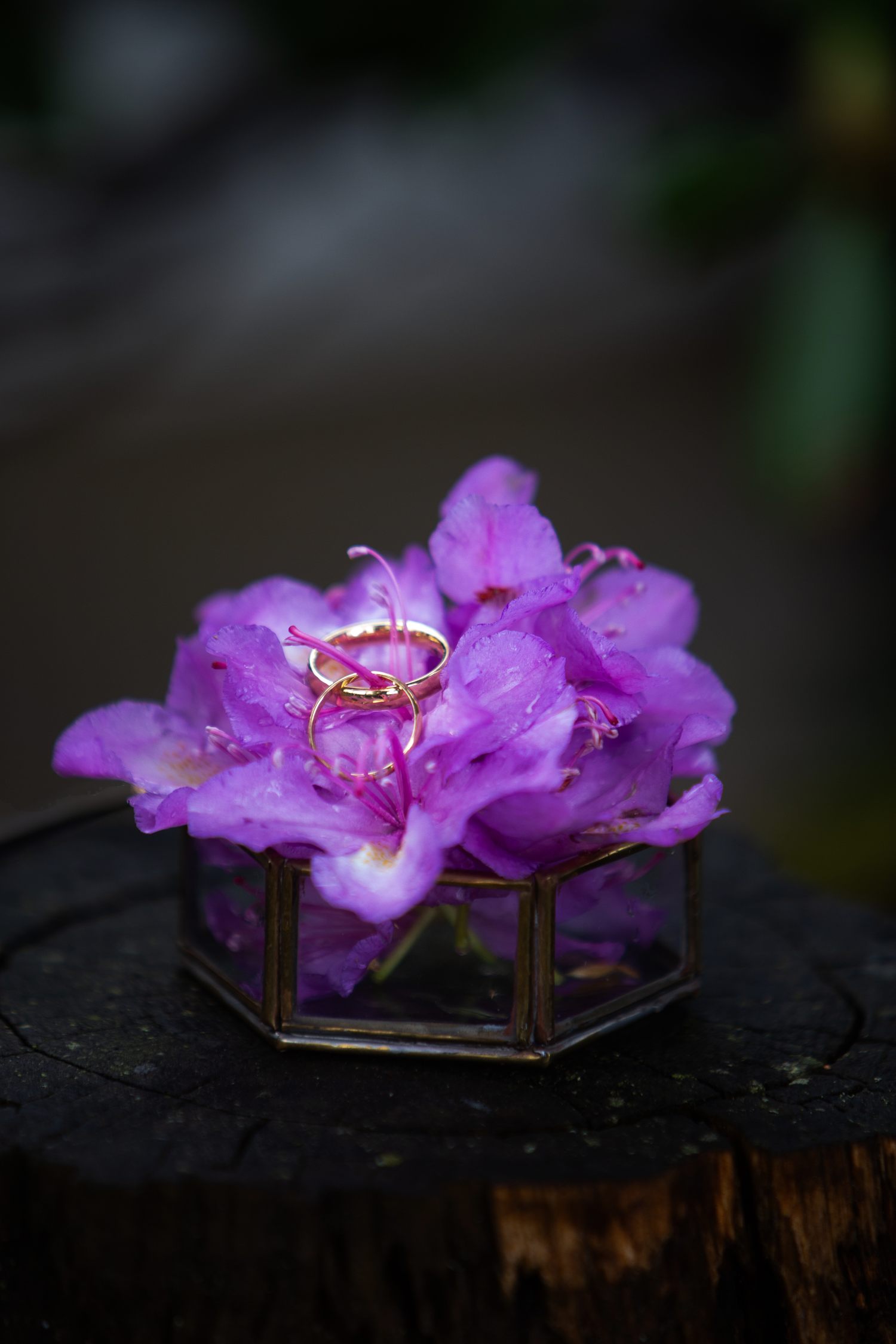 Wedding rings displayed artistically on purple flowers against a dark background.