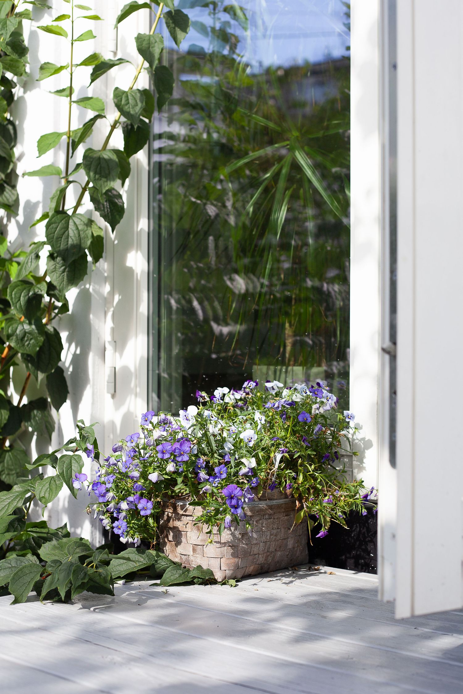 Purple flowers in a woven basket planter by a sunny window.