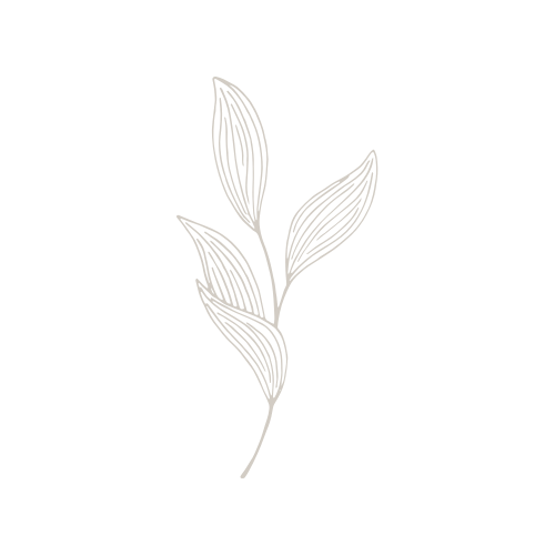 Delicate botanical line illustrations arranged in a horizontal sequence.