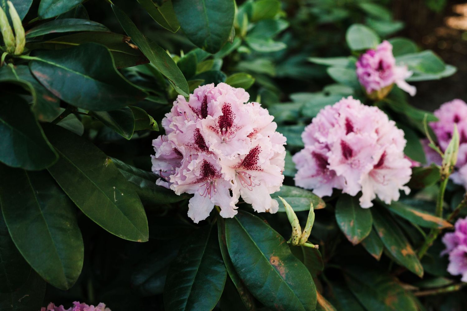 Pink rhododendron flowers blooming against dark green foliage in a garden setting.