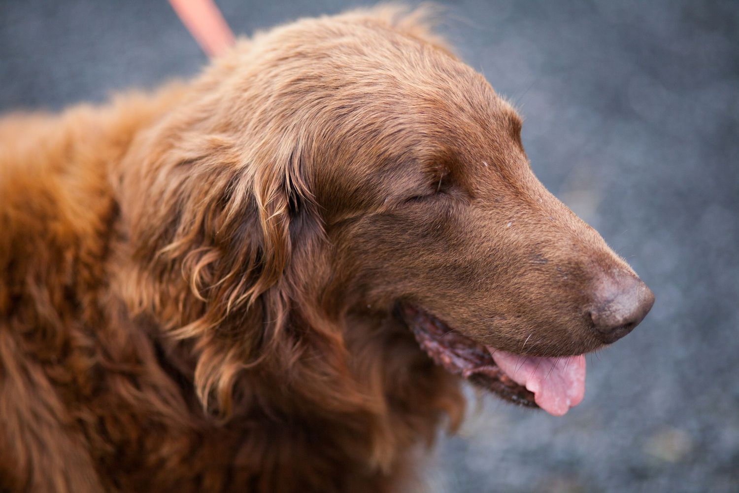 Close-up profile of brown dog with fluffy fur against blue background.