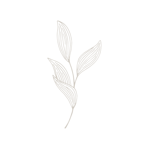 Minimalist line drawing of a botanical branch with elongated leaves in light gray.