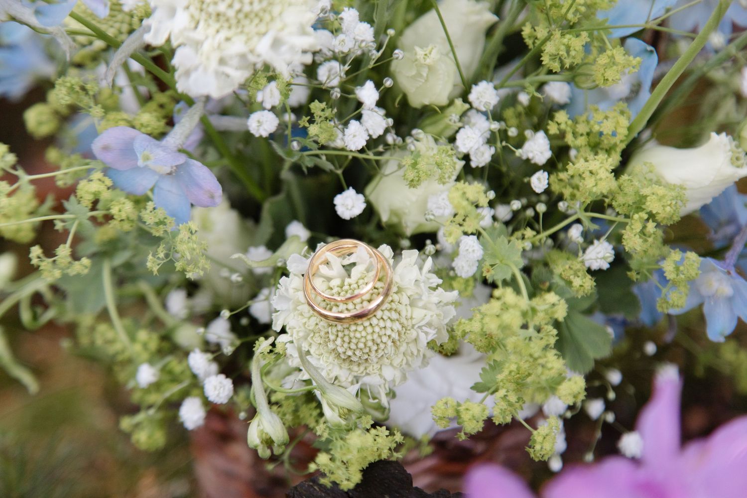 A delicate cluster of small white elderflowers blooms against green foliage in a summer garden setting.