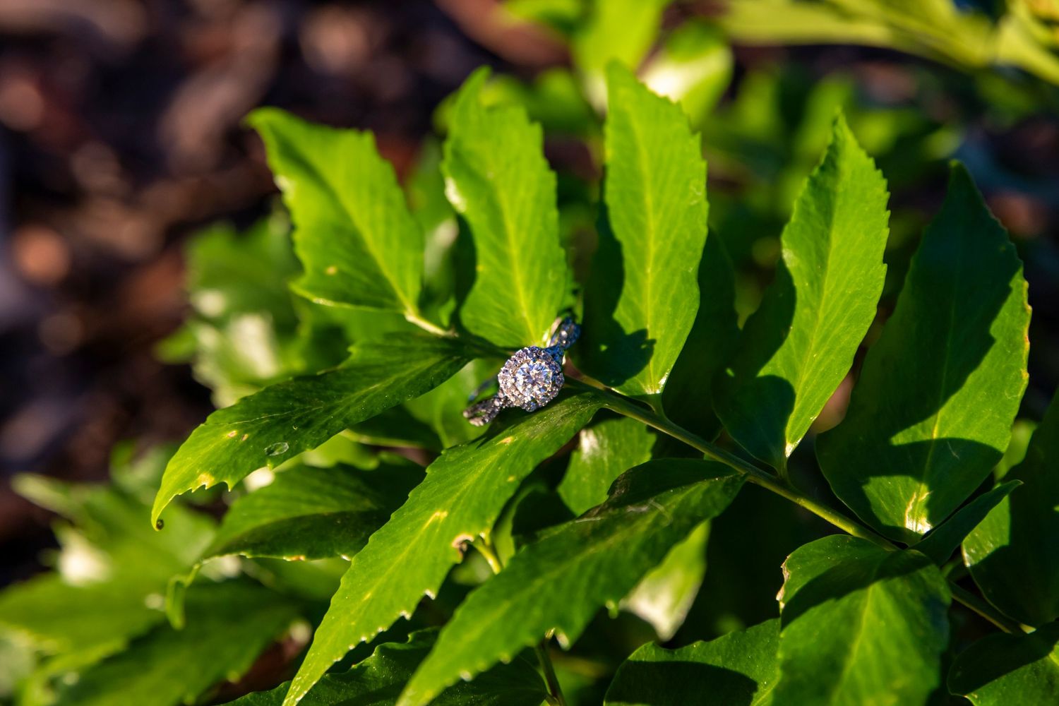Diamond engagement ring resting on vibrant green serrated leaves in natural sunlight outdoor setting.