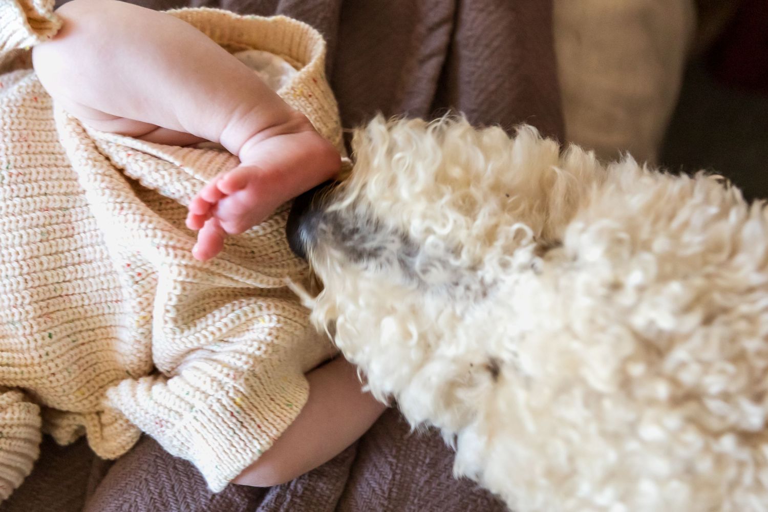 Close-up of a baby's tiny toes in a knit blanket next to a fluffy white dog.