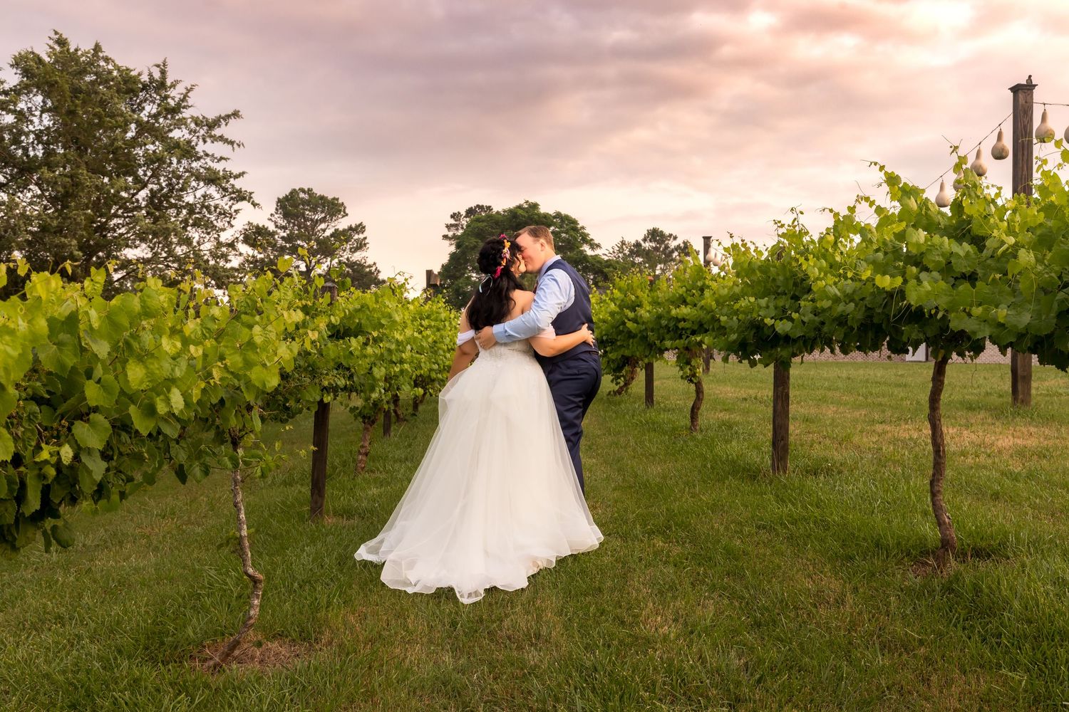 Bride and groom kissing in a lush vineyard at sunset, surrounded by green grapevines under a pink sky.