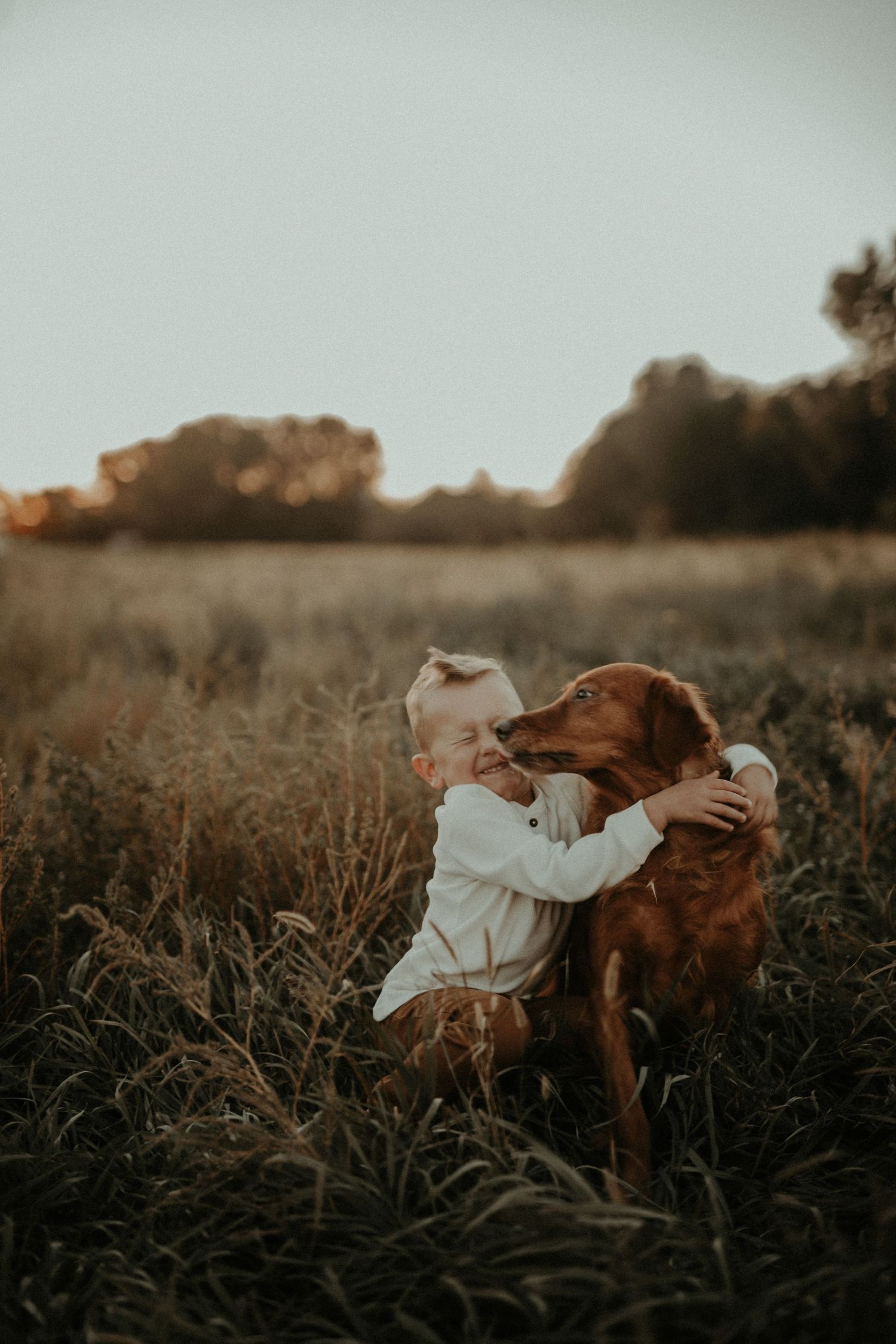 A brown dog and someone in white clothing play together in a grassy field at sunset.