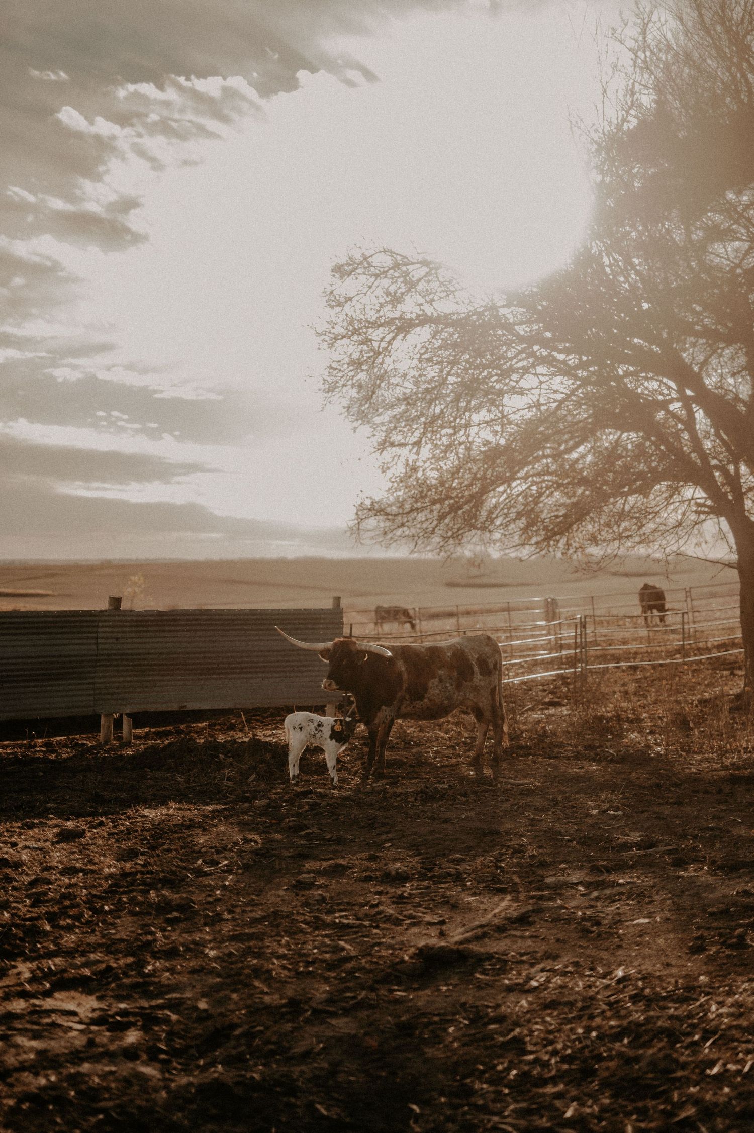 Horses graze in a misty rural landscape with fencing and trees at sunset.