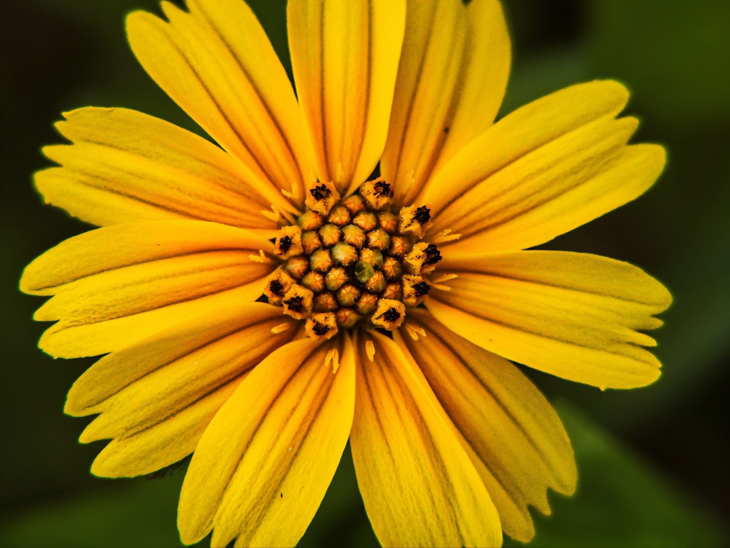 A bright yellow daisy-like flower with vibrant petals blooms against a dark green background.