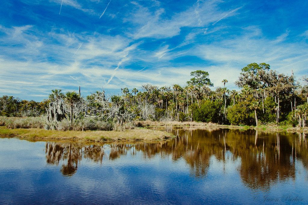 Serene Florida wetland with palm trees reflecting in calm water under a vibrant blue sky with wispy clouds.