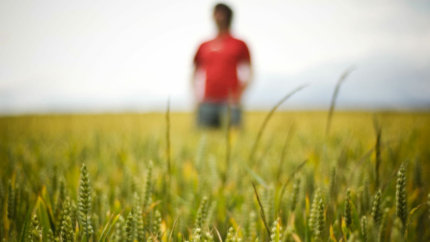 A person in a red shirt stands in a golden wheat field during summer with a soft blurred background.