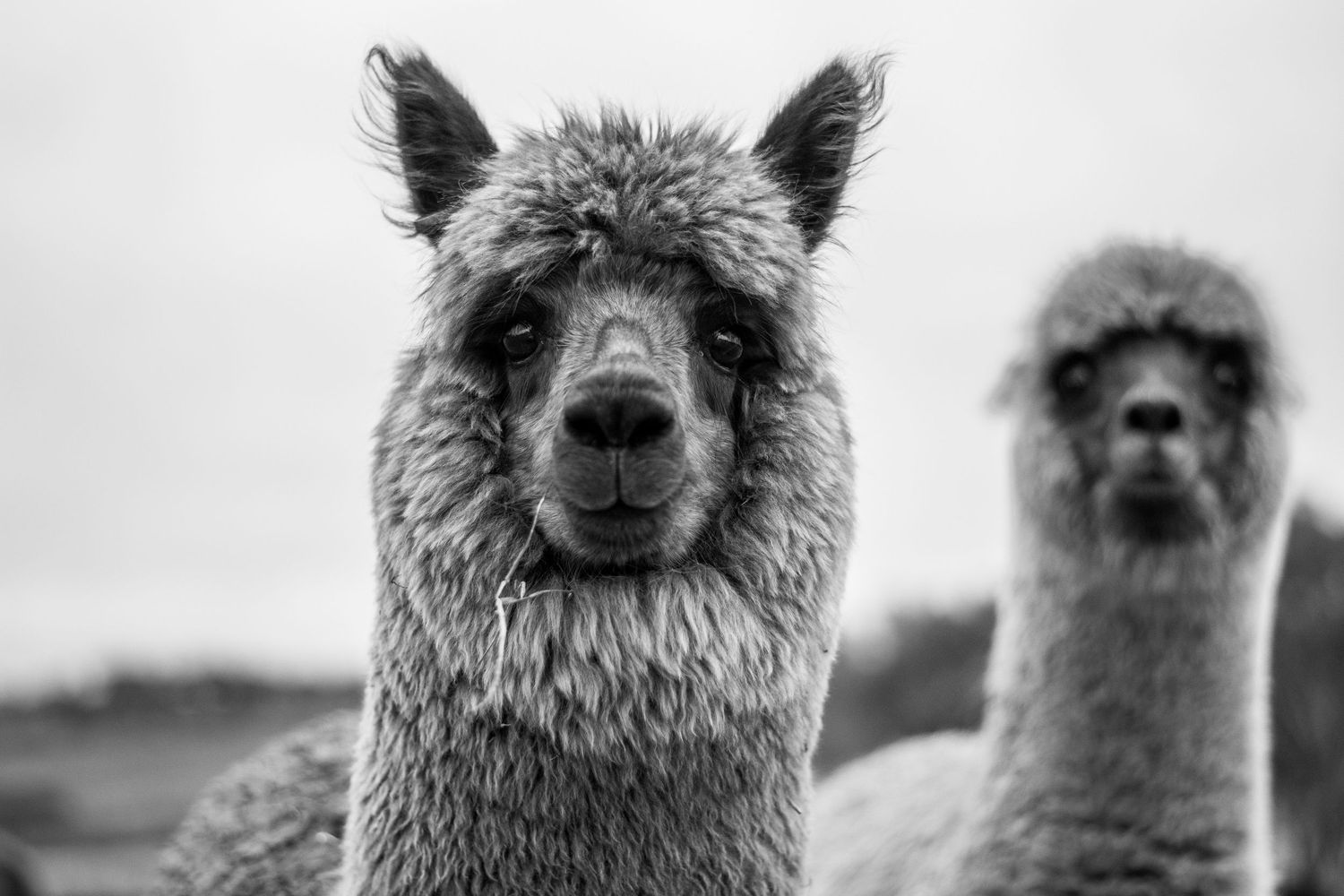 Black and white alpaca photo