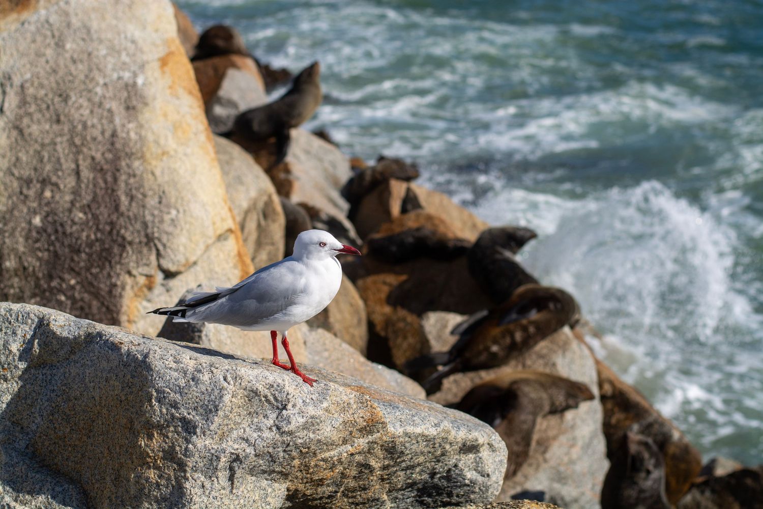 Seagull on a rock