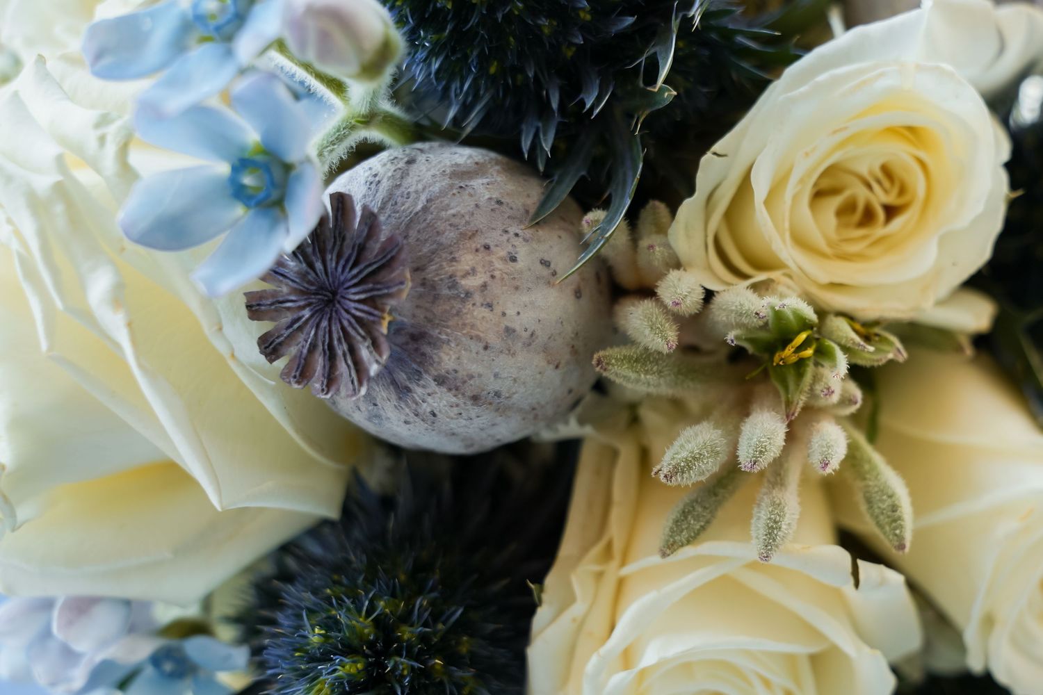 Close-up of elegant wedding bouquet featuring cream roses, blue hydrangeas, thistle, and a decorative poppy seed pod.