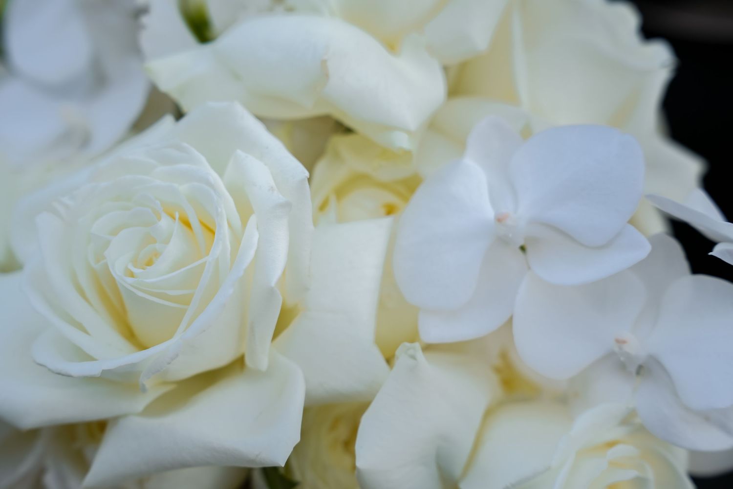Close-up of elegant white roses and hydrangeas in full bloom, perfect for weddings or floral arrangements.