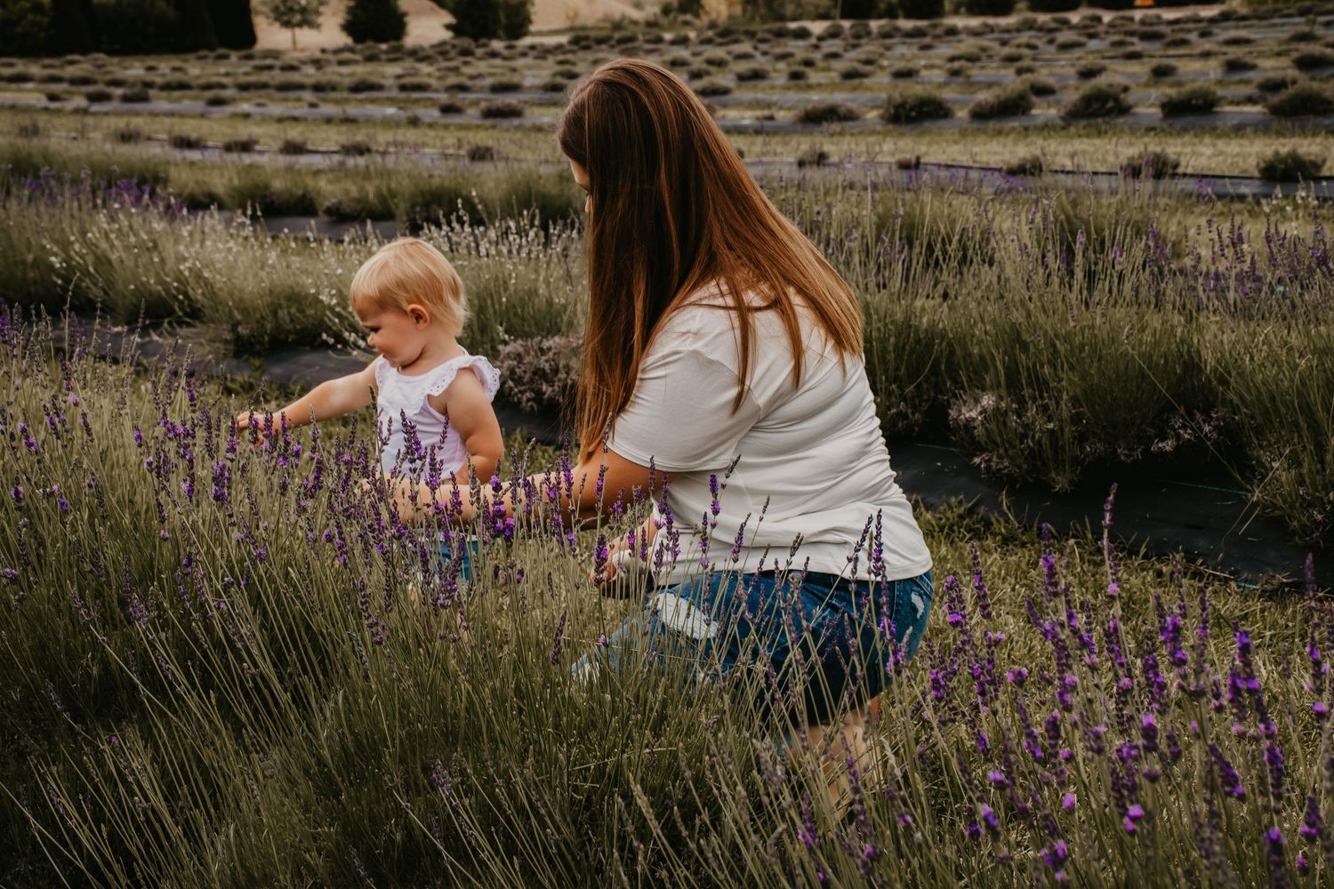 Mother and toddler exploring a beautiful purple lavender field together at sunset.